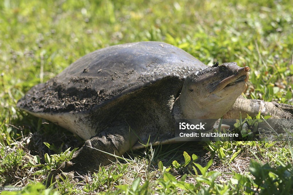 Brzydkie turtle - Zbiór zdjęć royalty-free (Bez ludzi)