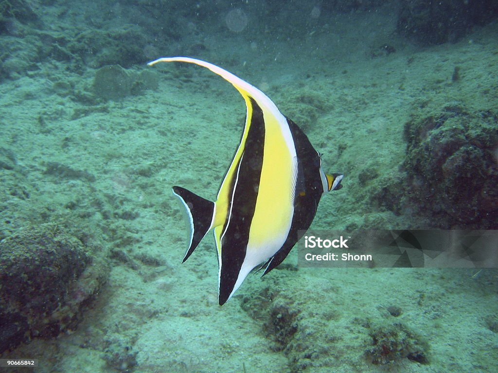 pesce - Foto stock royalty-free di Cibo