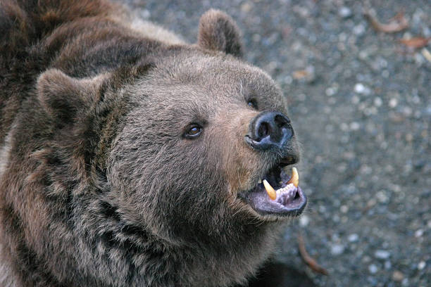 istock Animals - Too close for comfort #2 90665879