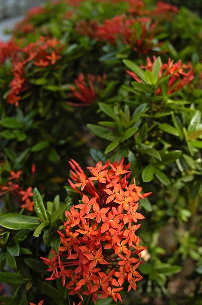 istock Red flowers amongst green leaves 90665890