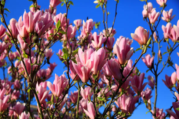 rosa, púrpura flores de magnolia rama, del árbol de fondo de flores azul cielo. - sweet magnolia white large flower fotografías e imágenes de stock