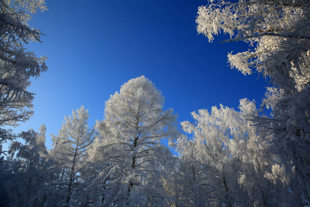 istock Winter white trees on background of the blue sky 906661860