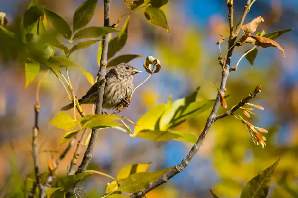 Common House-finch perched on a tree in summer time.