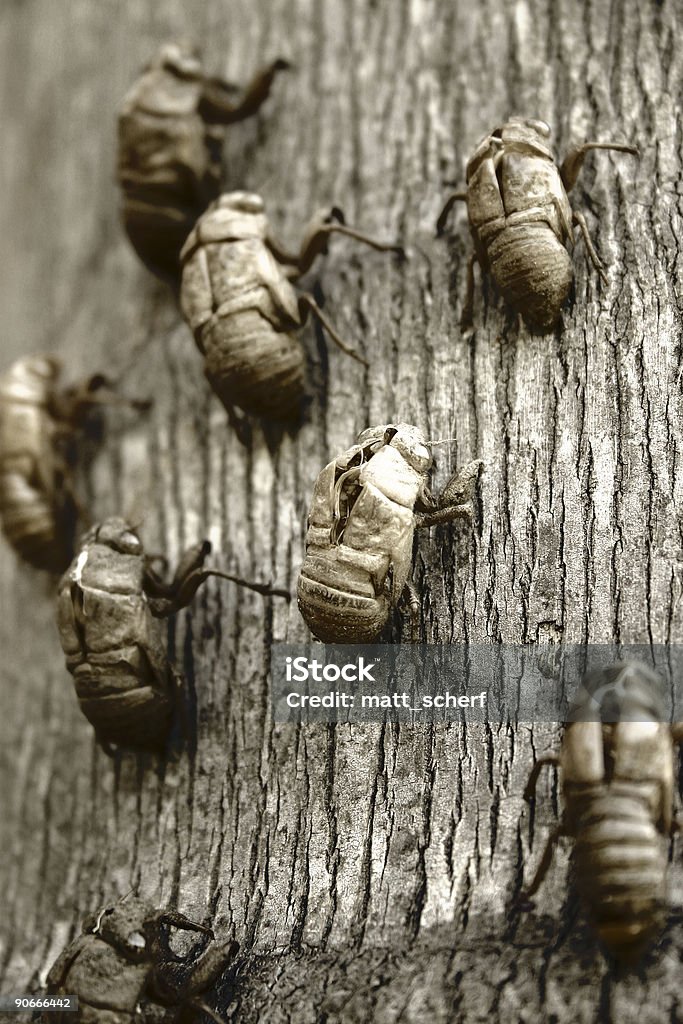 Wenn Insekten Attack - Lizenzfrei Aggression Stock-Foto