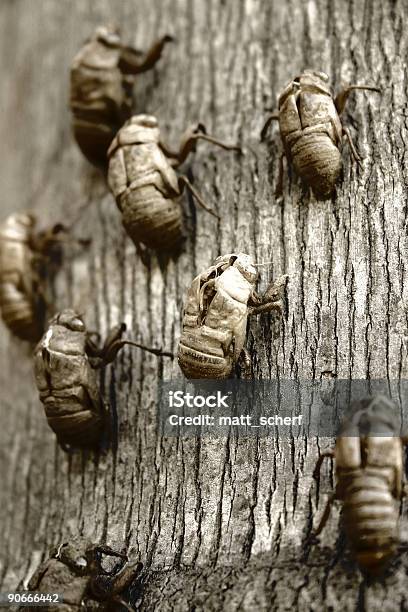 Wenn Insekten Attack Stockfoto und mehr Bilder von Aggression - Aggression, Angst, Bedrohung