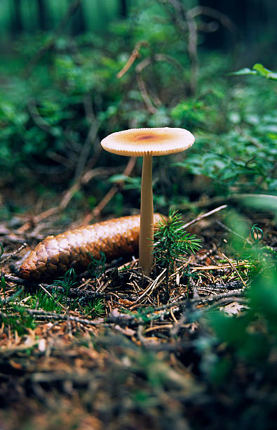 Edible mushroom stock photo