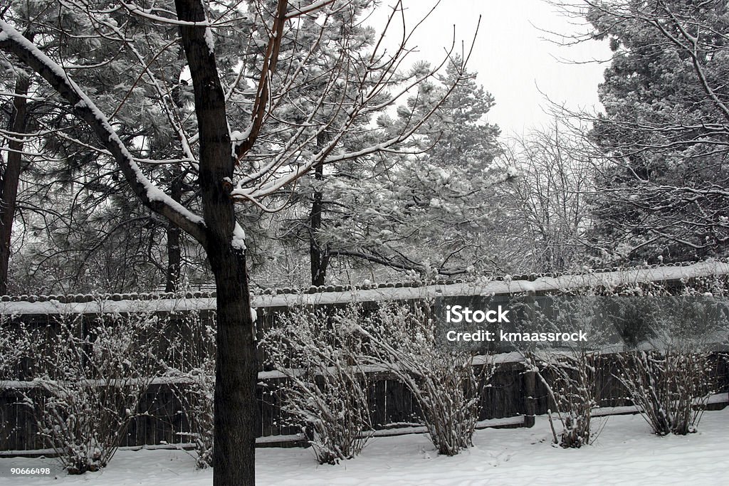 Colorado Schnee - Lizenzfrei Ast - Pflanzenbestandteil Stock-Foto