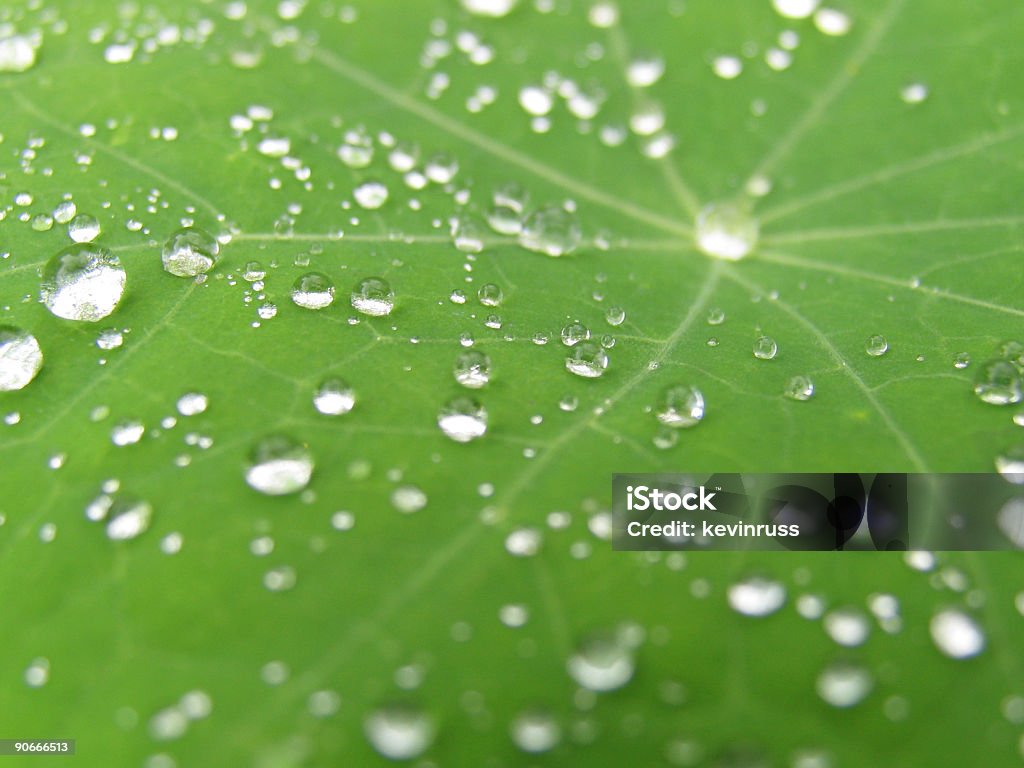 Grande folha verde com gotas de água de lotes - Royalty-free Cor verde Foto de stock