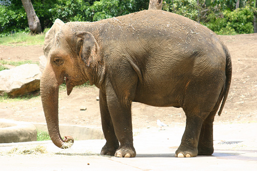 Elephants in the kenyan environment