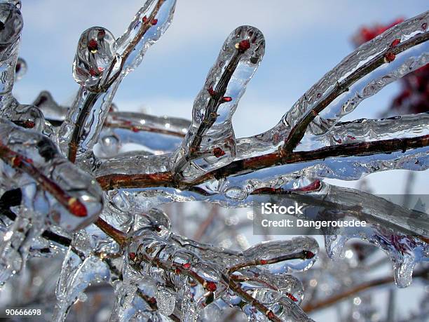 Photo libre de droit de Arbre Glacé banque d'images et plus d'images libres de droit de Tempête de glace - Temps qu'il fait - Tempête de glace - Temps qu'il fait, Branche - Partie d'une plante, Froid