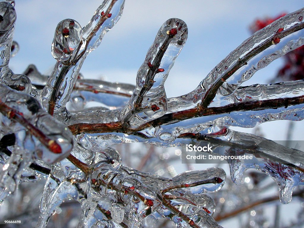 Iced Tree Icy tree branch with very clean ice.      Ice Storm - Weather Stock Photo