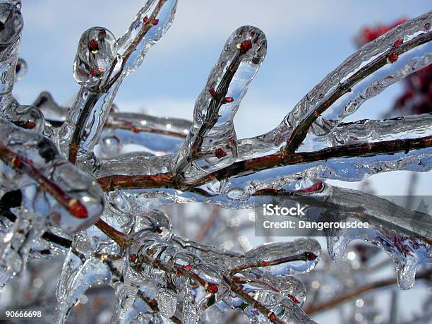 Iced Tree Stock Photo - Download Image Now - Ice Storm - Weather, Branch - Plant Part, Cold Temperature
