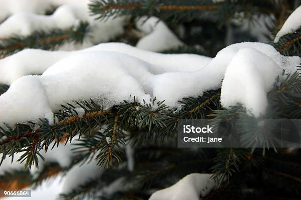 Snowy Evergreen Stockfoto und mehr Bilder von Ast - Pflanzenbestandteil - Ast - Pflanzenbestandteil, Baum, Dezember