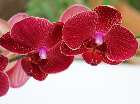 Branch with orchid flowers