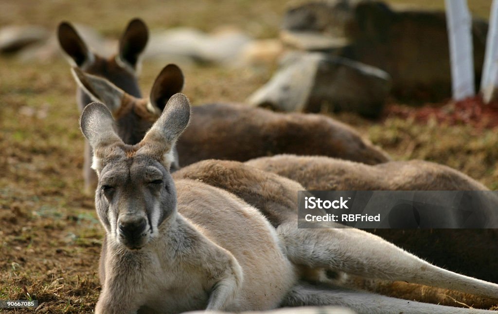 Kangaroos  Animal Stock Photo