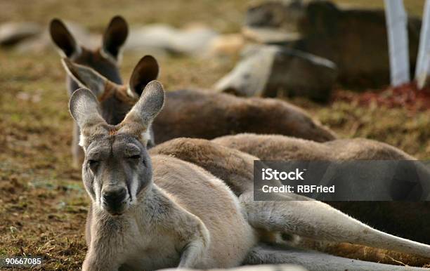 Kangaroos Stock Photo - Download Image Now - Animal, Animal Pouch, Animals In Captivity
