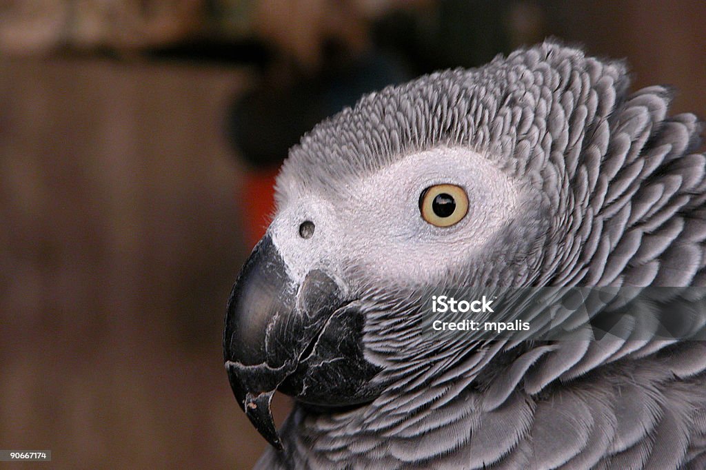 Close-up Ritratto di un uccello pappagallo grigio - Foto stock royalty-free di Animale
