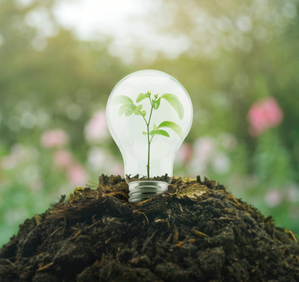 istock Light Bulb with small plant inside on pile of soil 906672924