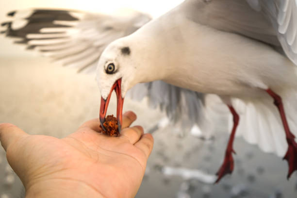 istock Tourists are feeding the seagulls 906672948