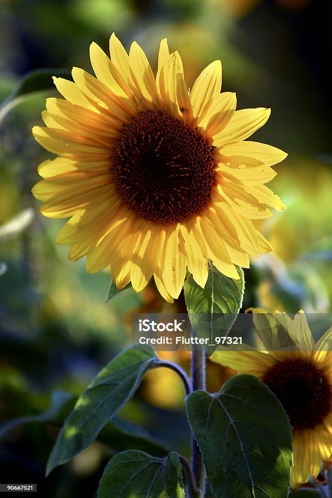 Girasol de profundidad - Foto de stock de Aire libre libre de derechos