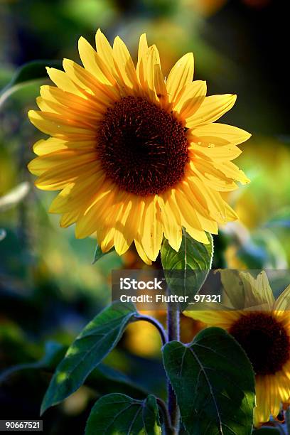 Girasol De Profundidad Foto de stock y más banco de imágenes de Aire libre - Aire libre, Alegre, Amarillo - Color