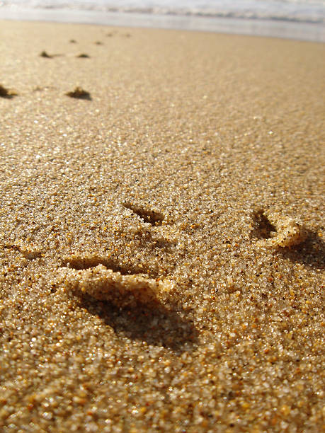 istock Bird Prints Headed Towards the Ocean 90667528
