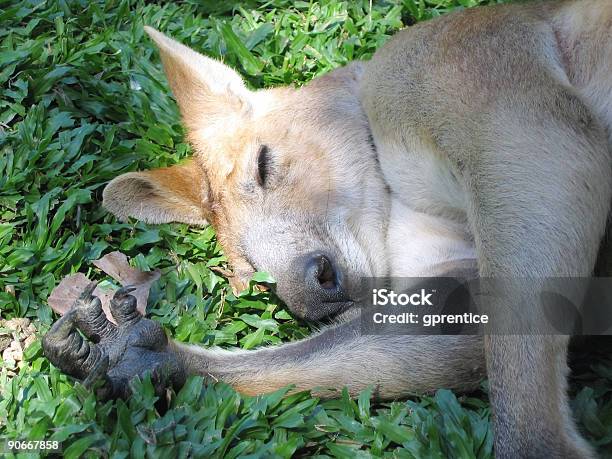 Canguro In Standby - Fotografie stock e altre immagini di Artiglio - Artiglio, Arto inferiore animale, Australia