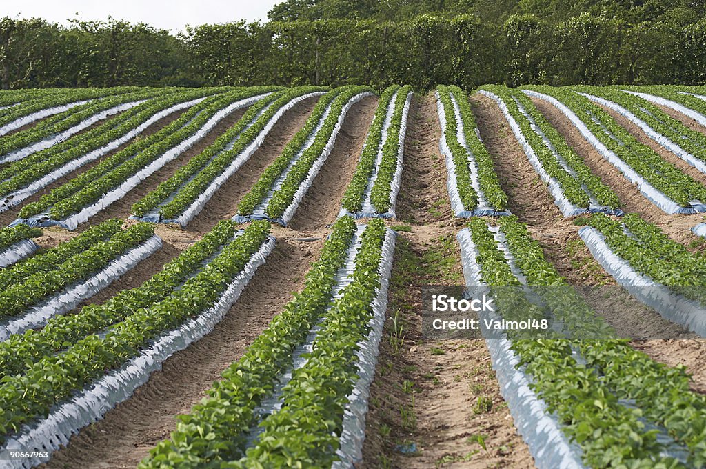 Cultivo de morango na Inglaterra - Foto de stock de Fazenda royalty-free