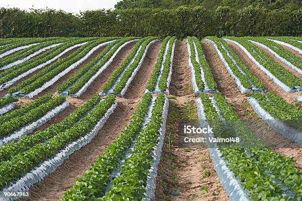 Foto de Cultivo De Morango Na Inglaterra e mais fotos de stock de Fazenda - Fazenda, Kent - Sudeste da Inglaterra, Morango