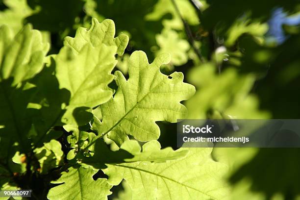 Primavera Leafs - Fotografias de stock e mais imagens de Abstrato - Abstrato, Calor, Canteiro de flores