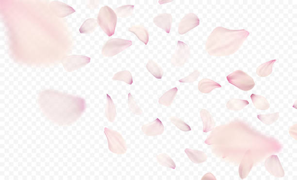 ilustraciones, imágenes clip art, dibujos animados e iconos de stock de rosa sakura cayendo fondo de pétalos. ilustración de vector - pétalo