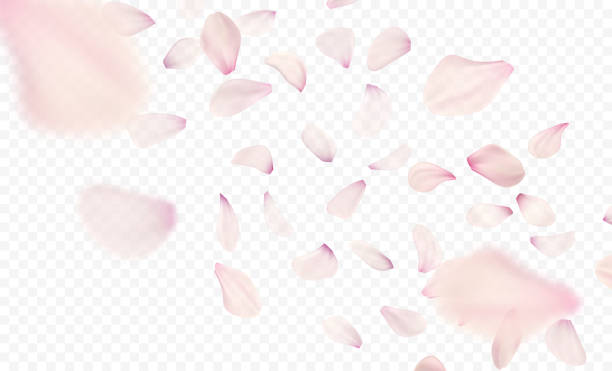 ilustrações de stock, clip art, desenhos animados e ícones de pink sakura falling petals background. vector illustration - isolated on white floral pattern rose blossom