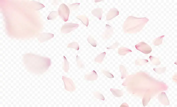 Vector illustration of Pink sakura falling petals background. Vector illustration