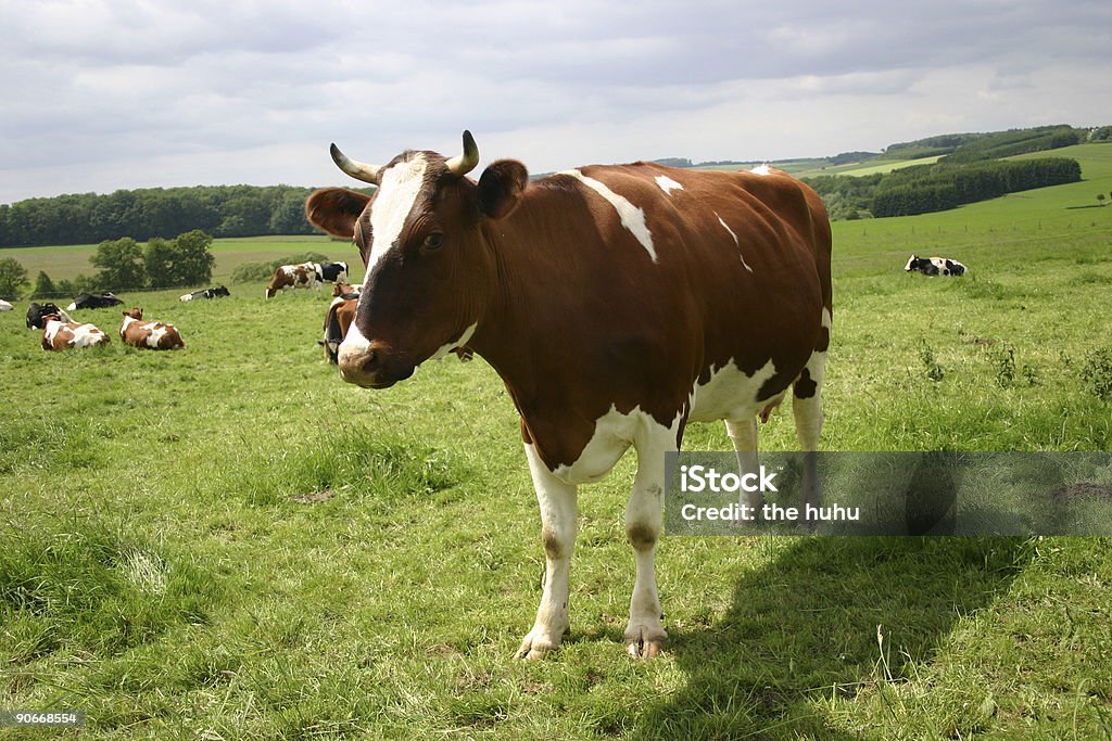 Alemão Vaca - Royalty-free Animal Foto de stock