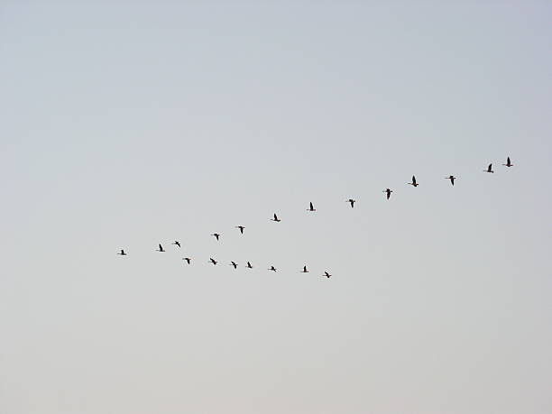 istock Canadian Geese Migrating in formation 90668608