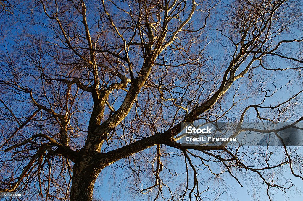 Tree loves sky  Autumn Stock Photo