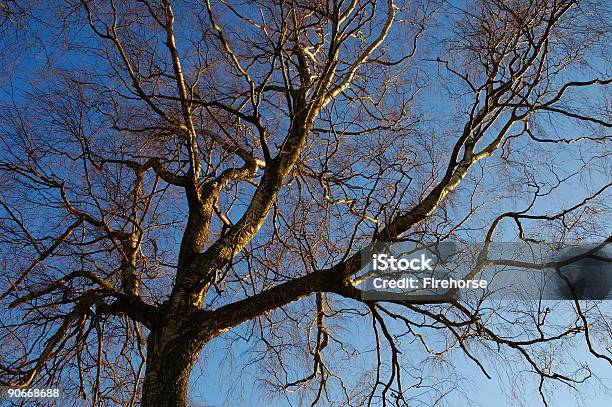 Tree Loves Sky Stock Photo - Download Image Now - Autumn, Awe, Beauty In Nature