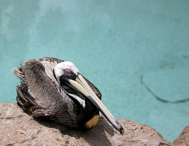 Pelican stock photo