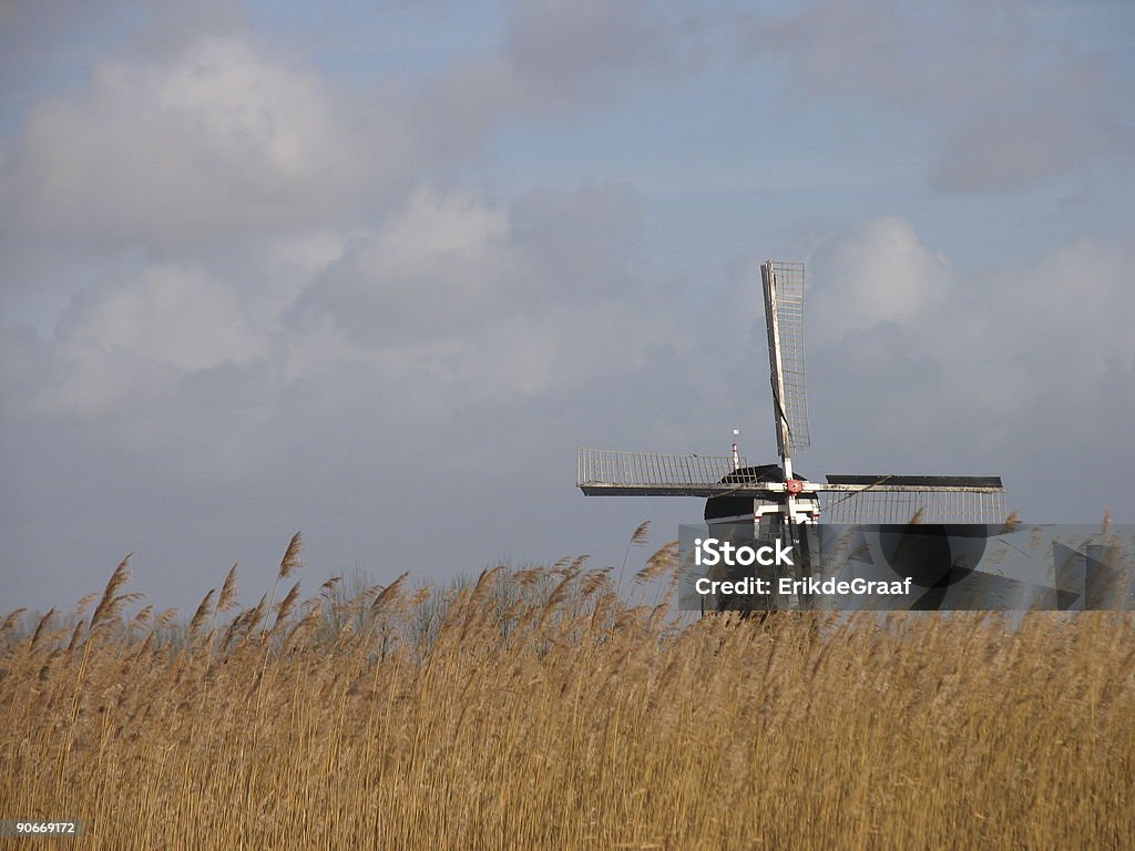 Dutch reed paisagem 2 - Foto de stock de Ajardinado royalty-free