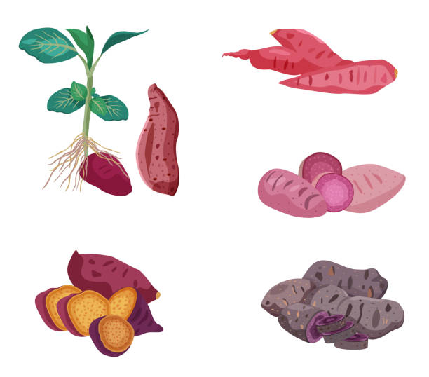 ilustraciones, imágenes clip art, dibujos animados e iconos de stock de juego de la patata dulce - raw potato isolated vegetable white background