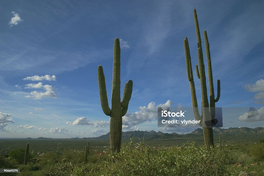 Coppia di cactus - Foto stock royalty-free di Ambientazione esterna