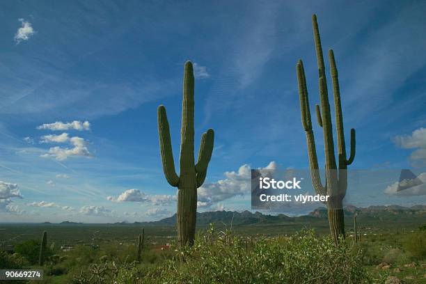 Par De Cactos - Fotografias de stock e mais imagens de Ao Ar Livre - Ao Ar Livre, Arizona, Azul