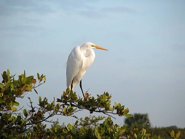 Gran Garceta Blanca - foto de stock