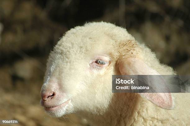 Foto de Pouco De Cordeiro e mais fotos de stock de Amor - Amor, Animal, Animal doméstico