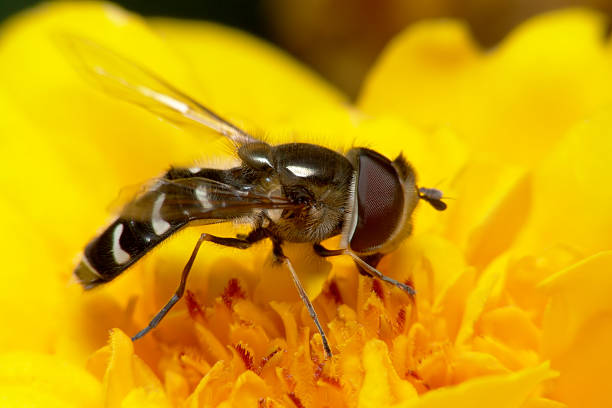 Long Buggin 10+ Buggin Stock Photos, Pictures & Royalty-Free Images - iStock