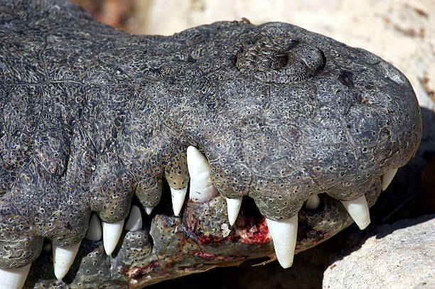istock Crocodile everglades state national park florida usa 90669798