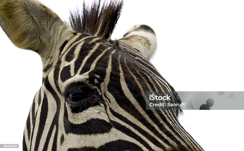 Nosy Zebra  Africa Stock Photo