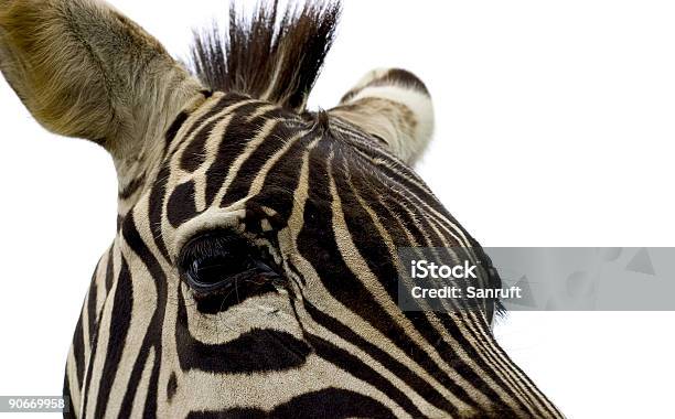 Nosy Zebra Stock Photo - Download Image Now - Africa, Animal Body Part, Animal Eye