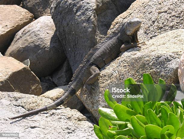 Iguana - zdjęcia stockowe i więcej obrazów Aruba - Aruba, Bez ludzi, Bliskie zbliżenie