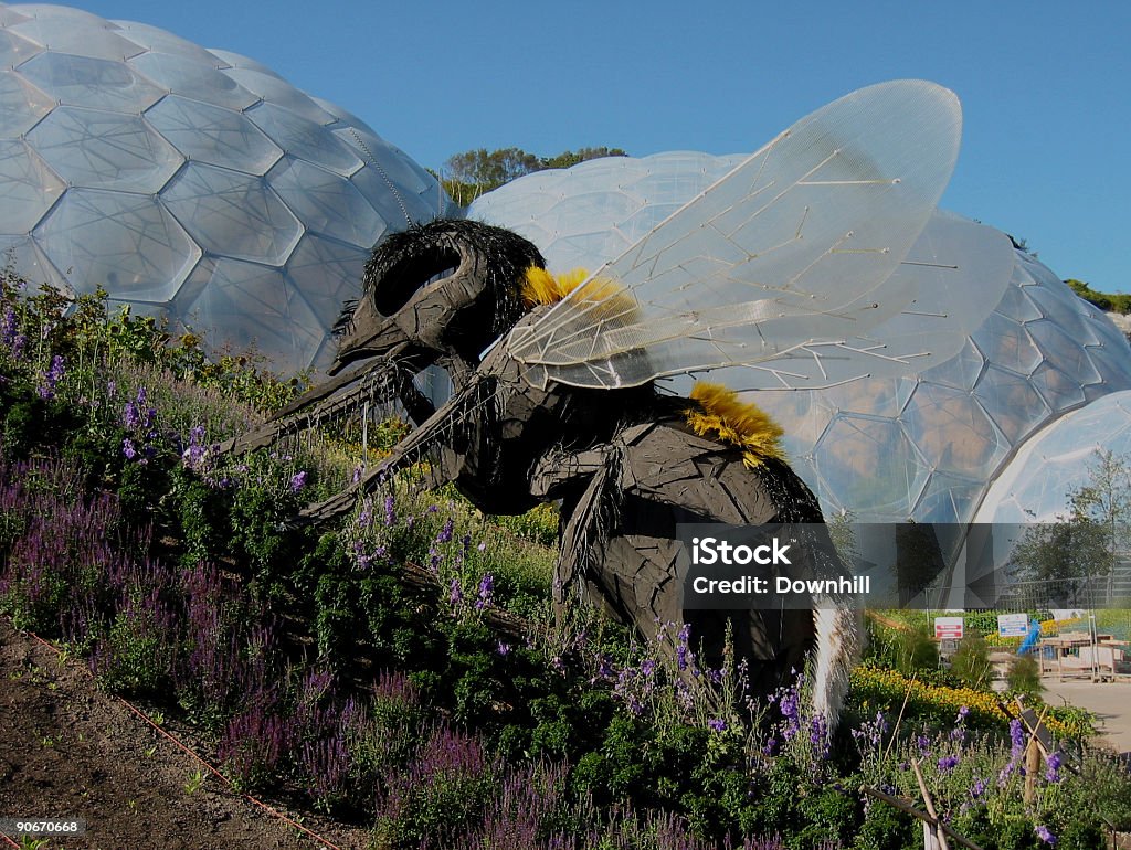 Гигантский Пчела - Стоковые фото Корнуолл - Англия роялти-фри